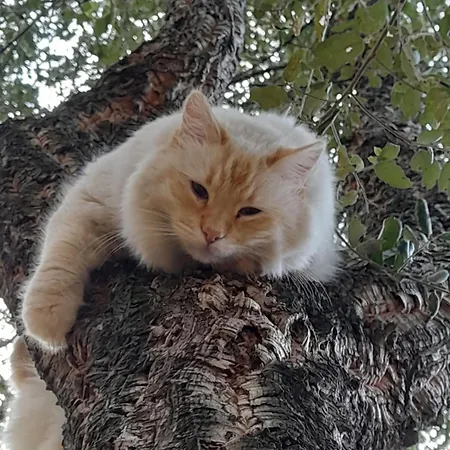 Serenella Prázdninový dům